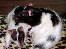The Boys
