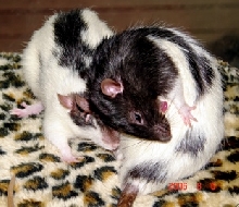 Jack and Ziggy