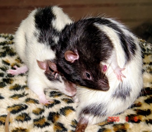 Jack and Ziggy