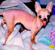 ChiChi