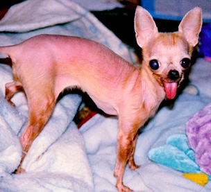ChiChi