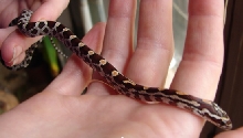 A little corn