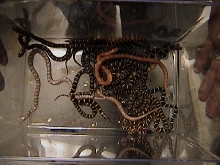 clutch of kings
