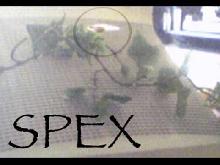 Spex