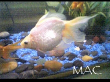 Mac