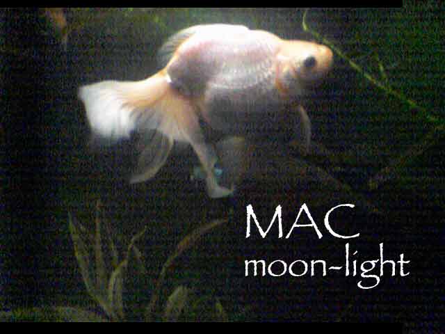 Mac Moonlight
