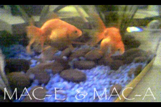 Mac-e and Mac-a