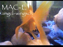 Mac-E, Angel Wings