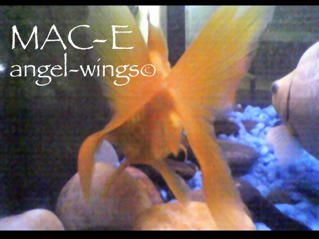 Mac-E, Angel Wings
