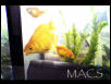 Macs1