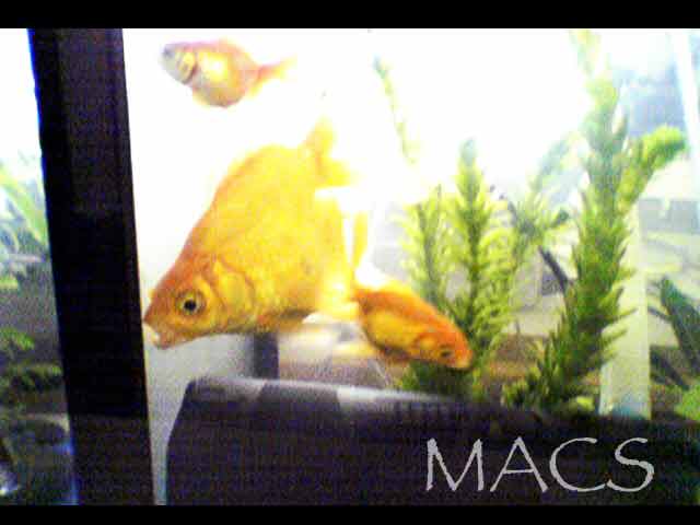 Macs1