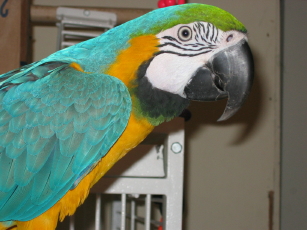 MY BIG BUDDY