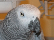 SMOKEYBIRD