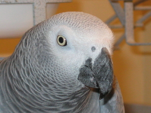 SMOKEYBIRD