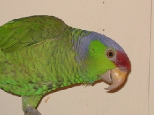 RUBYDOO