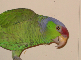 RUBYDOO