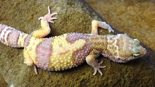 Albino Leopard Gecko