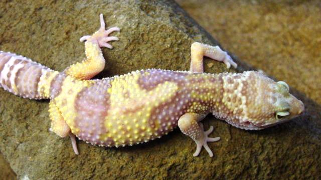 Albino Leopard Gecko