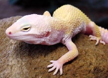 Albino Patternless Leopard