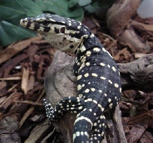 CB Baby Water Monitor