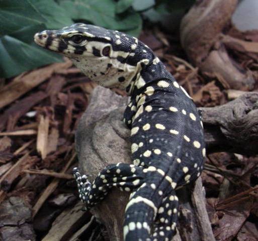 CB Baby Water Monitor