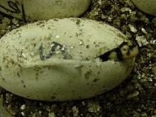 Water Egg