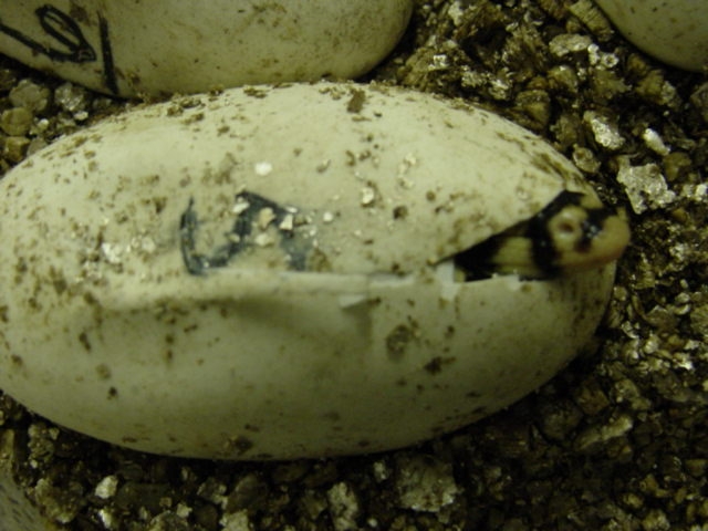 Water Egg