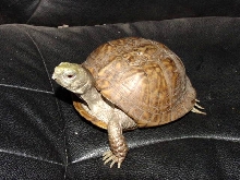Box Turtle