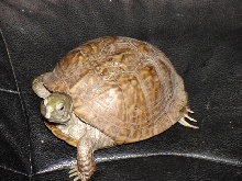 Box Turtle 2