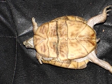 Box Turtle 3