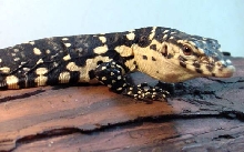 Captive Water Monitor