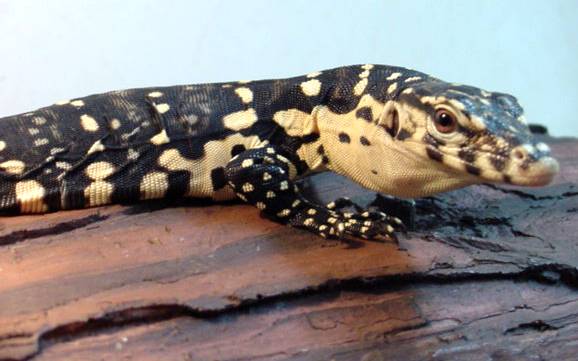 Captive Water Monitor