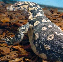 Female Water Monitor WM9901