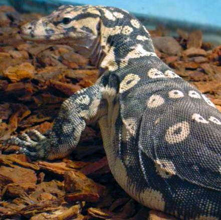 Female Water Monitor WM9901