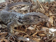 Dumerils Monitor