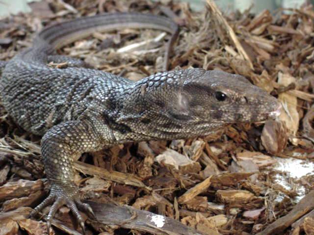 Dumerils Monitor