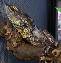 Frilled Dragon