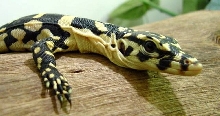 Captive Bred Water Monitor