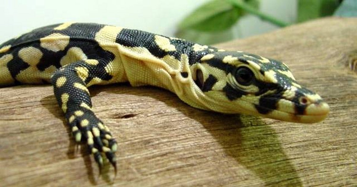Captive Bred Water Monitor