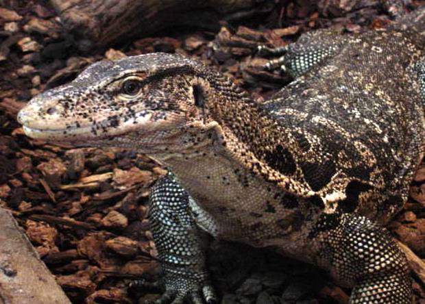 Male Water Monitor WM9900