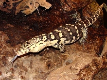 CB FEMALE