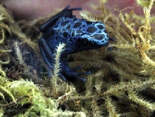 Blue Dart