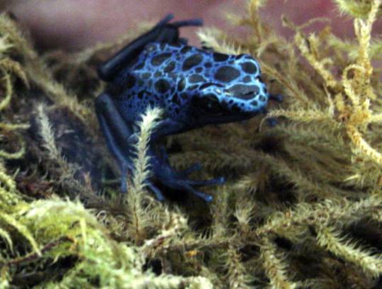 Blue Dart