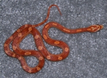 hypo corn