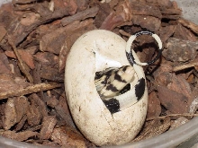 Water Monitor hatching