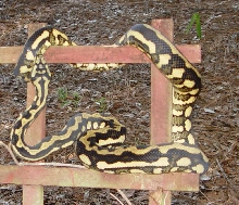 male tiger x jungle 2