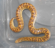 E. jayakari female