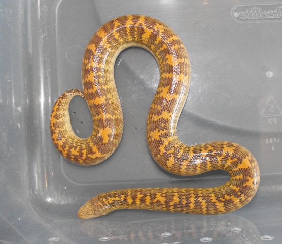 E. jayakari female