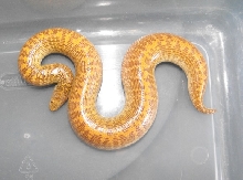E. jayakari male