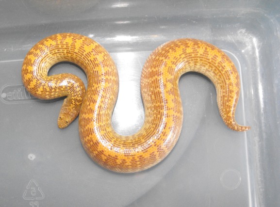 E. jayakari male